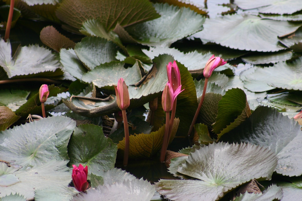 lotus flower rosa free photo