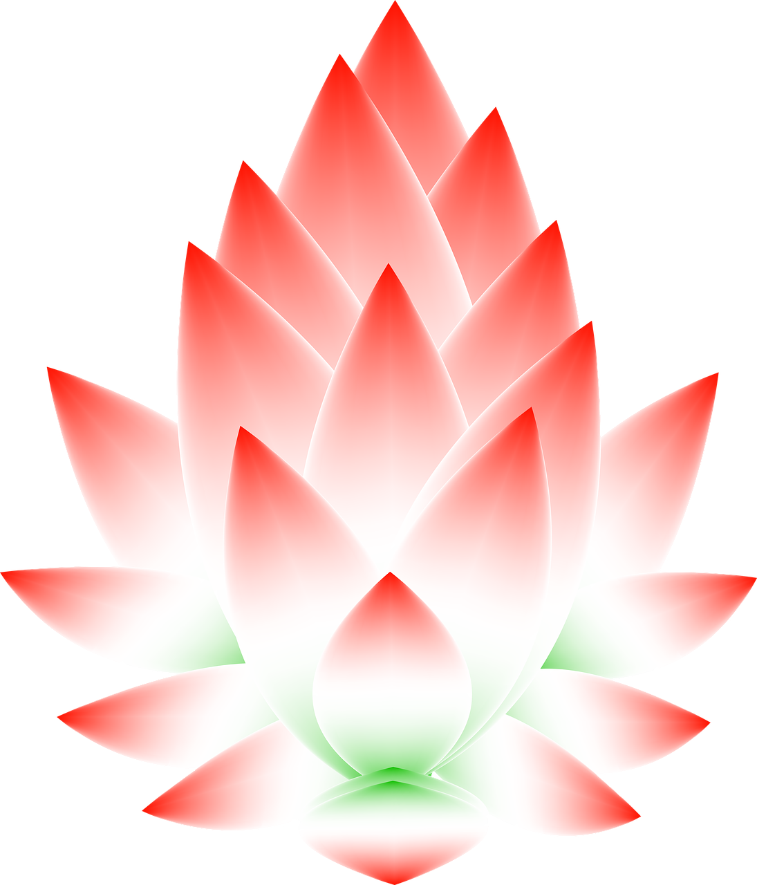 lotus flower blossom free photo