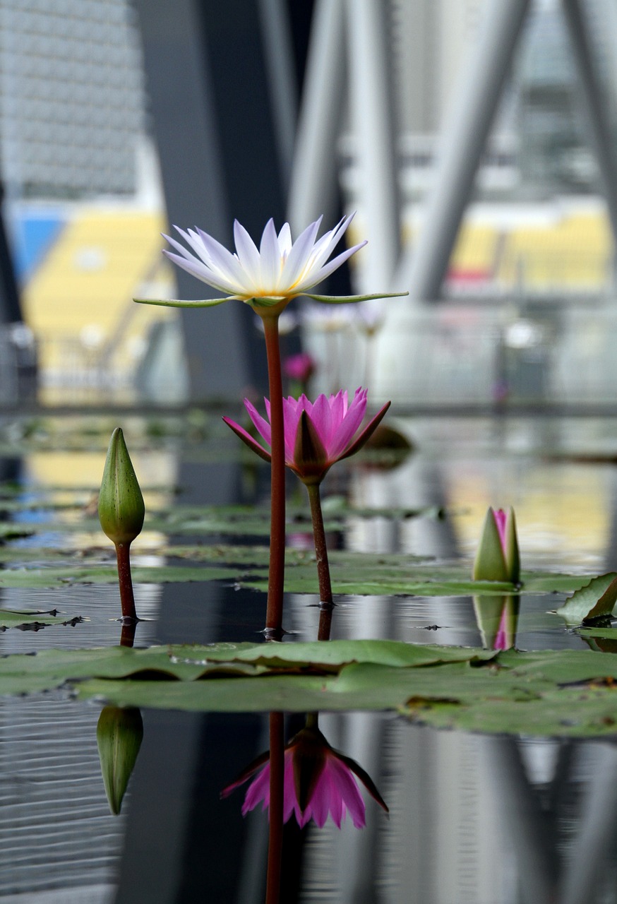 lotus water lily free photo