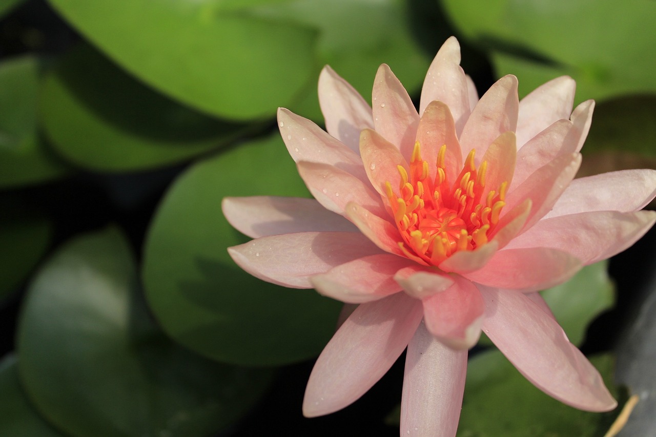 lotus flowers now free photo