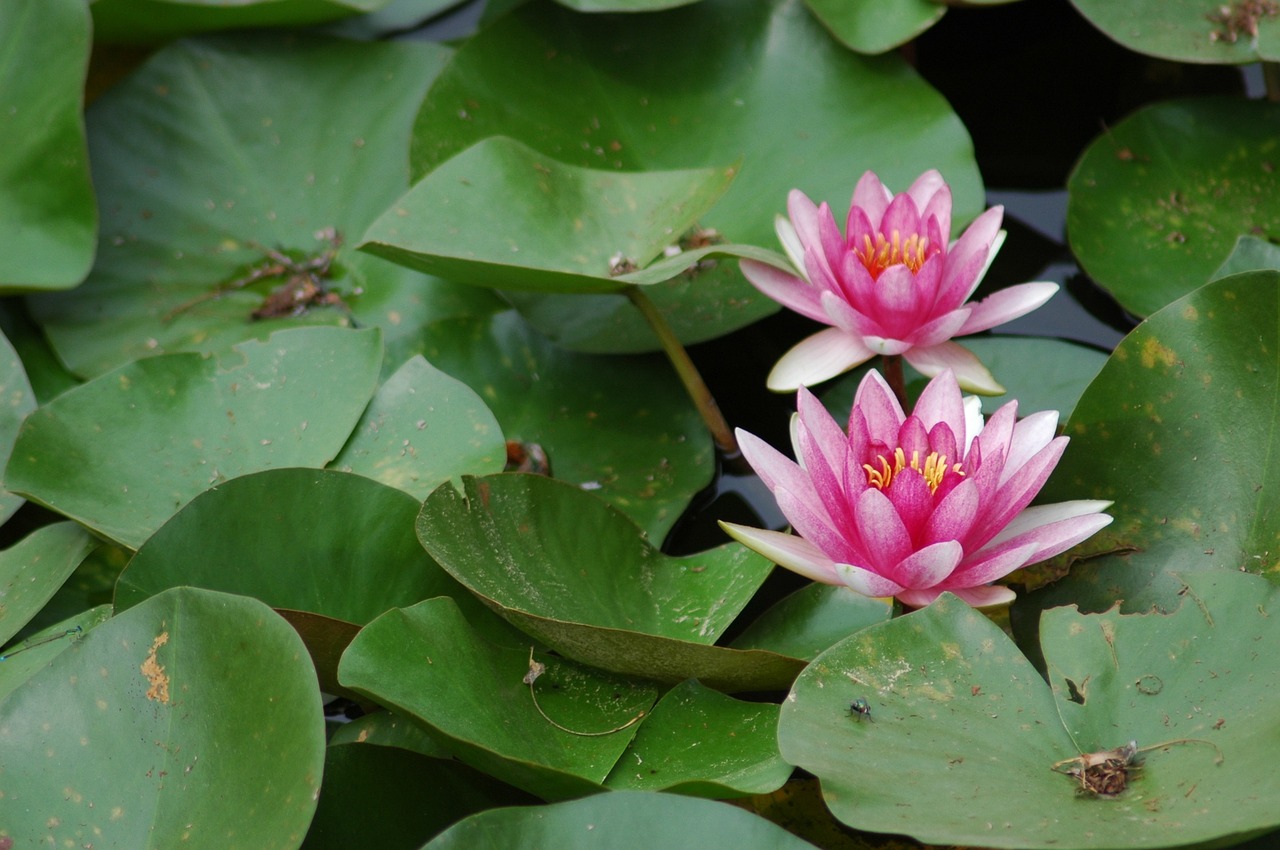 lotus landscape pond free photo