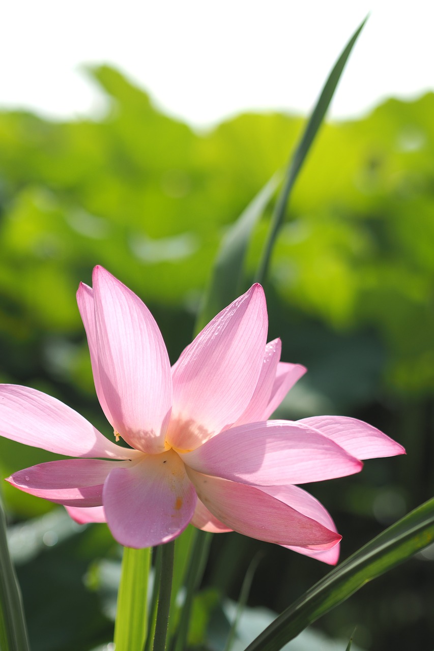 lotus morning flower free photo