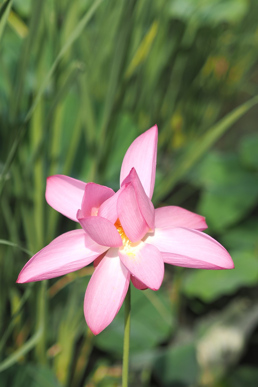 lotus morning flower free photo