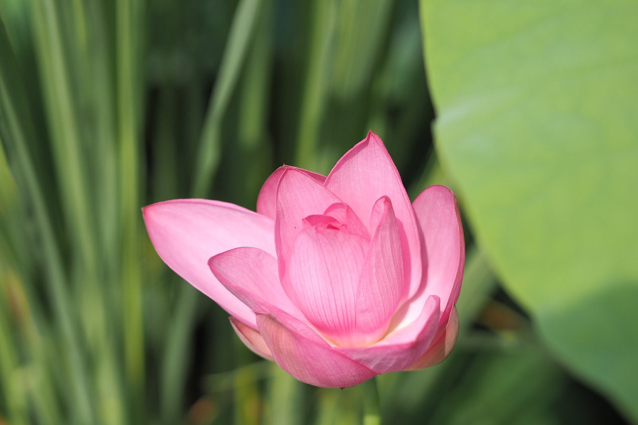 lotus morning flower free photo