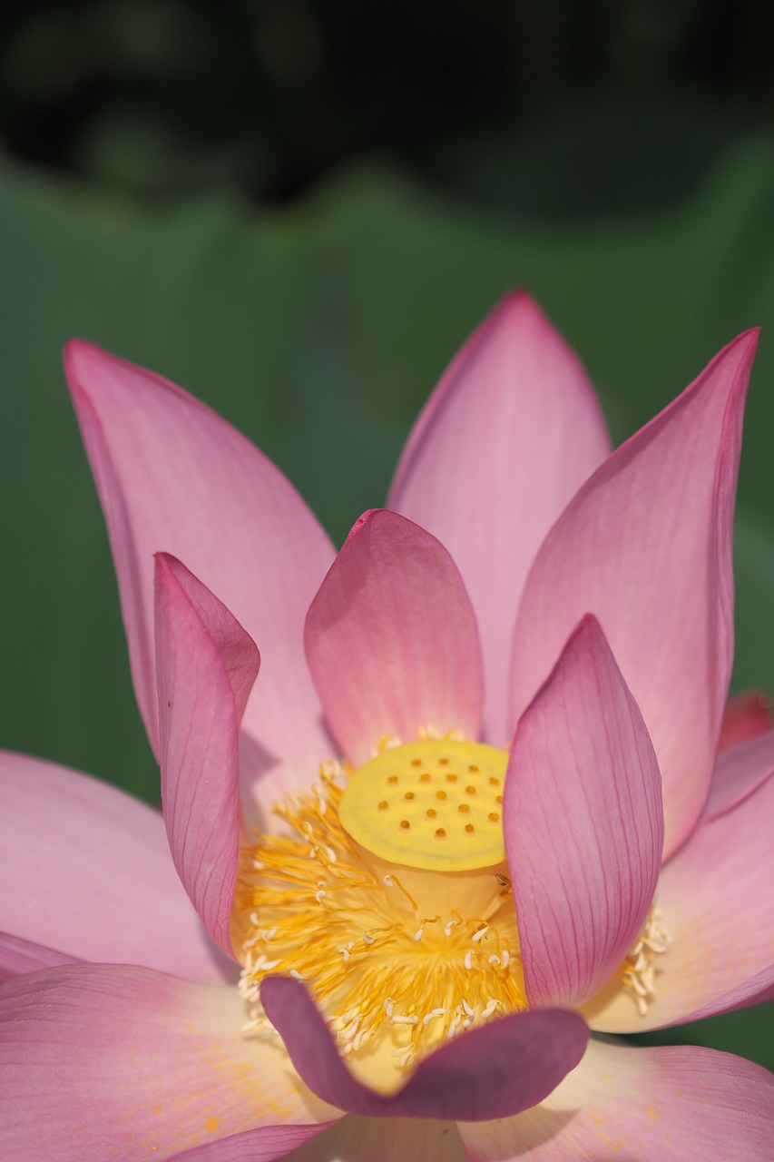 lotus morning flower free photo