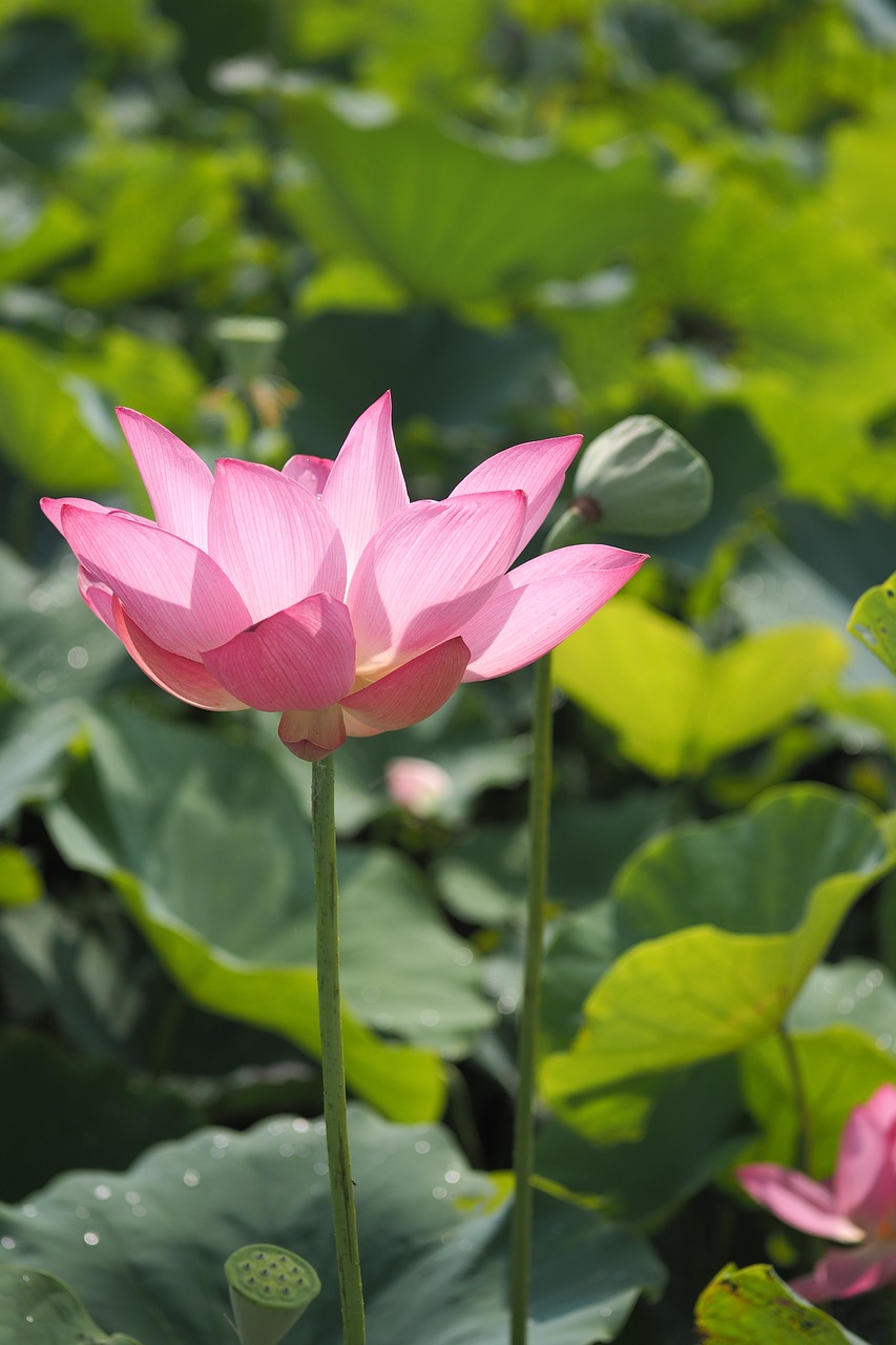 lotus morning flower free photo