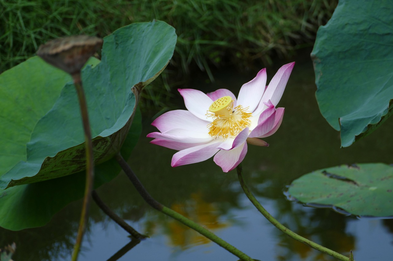 lotus vietnam asia free photo