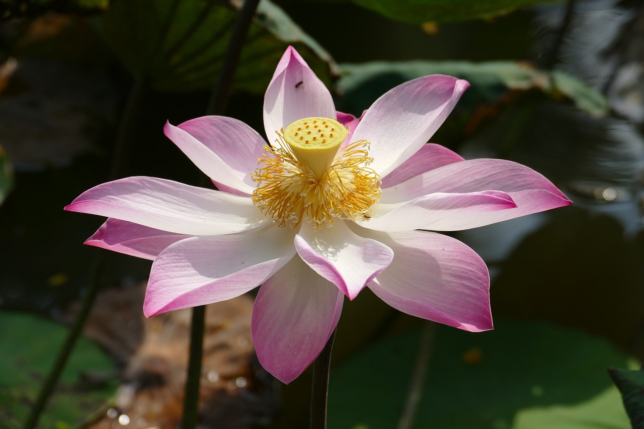 lotus vietnam asia free photo