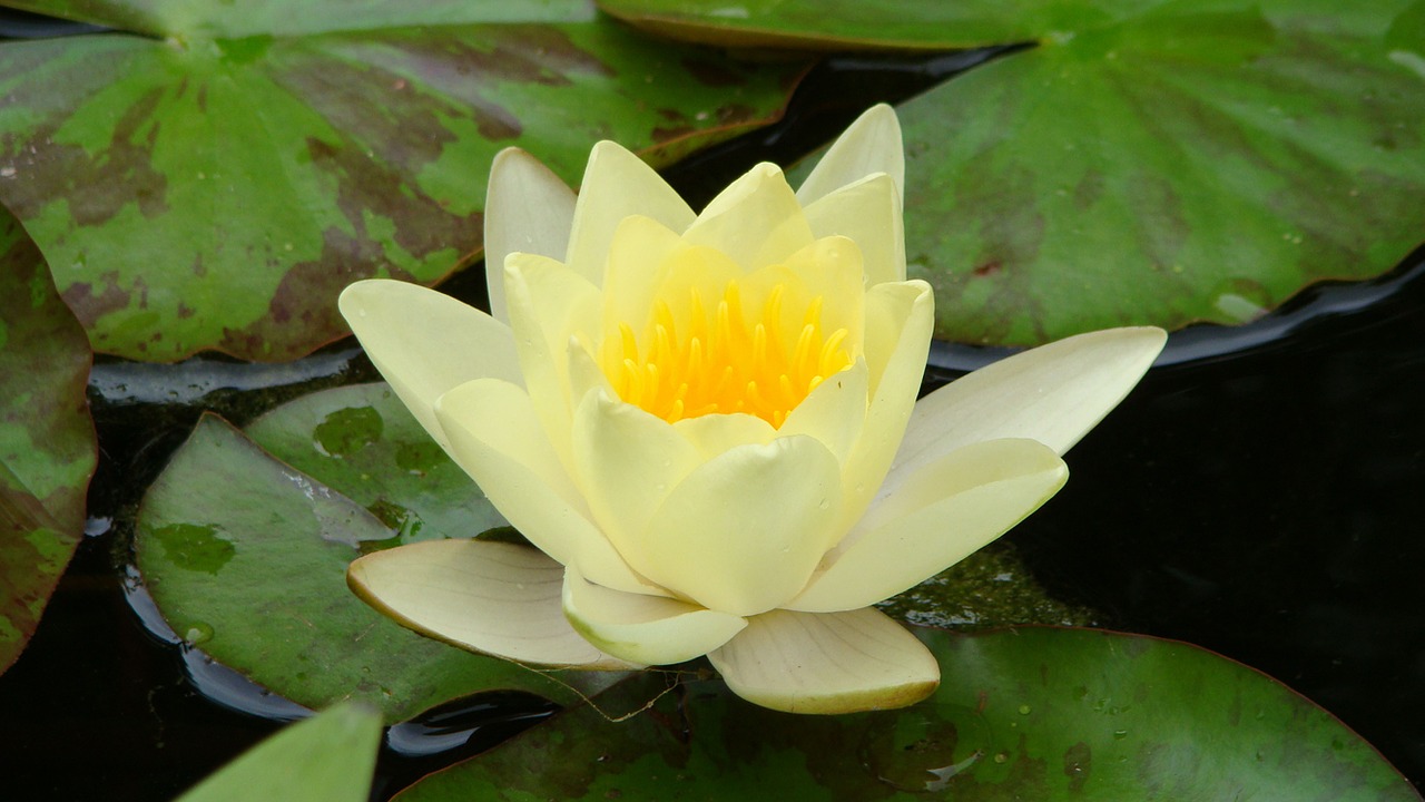 lotus waterlily lily free photo