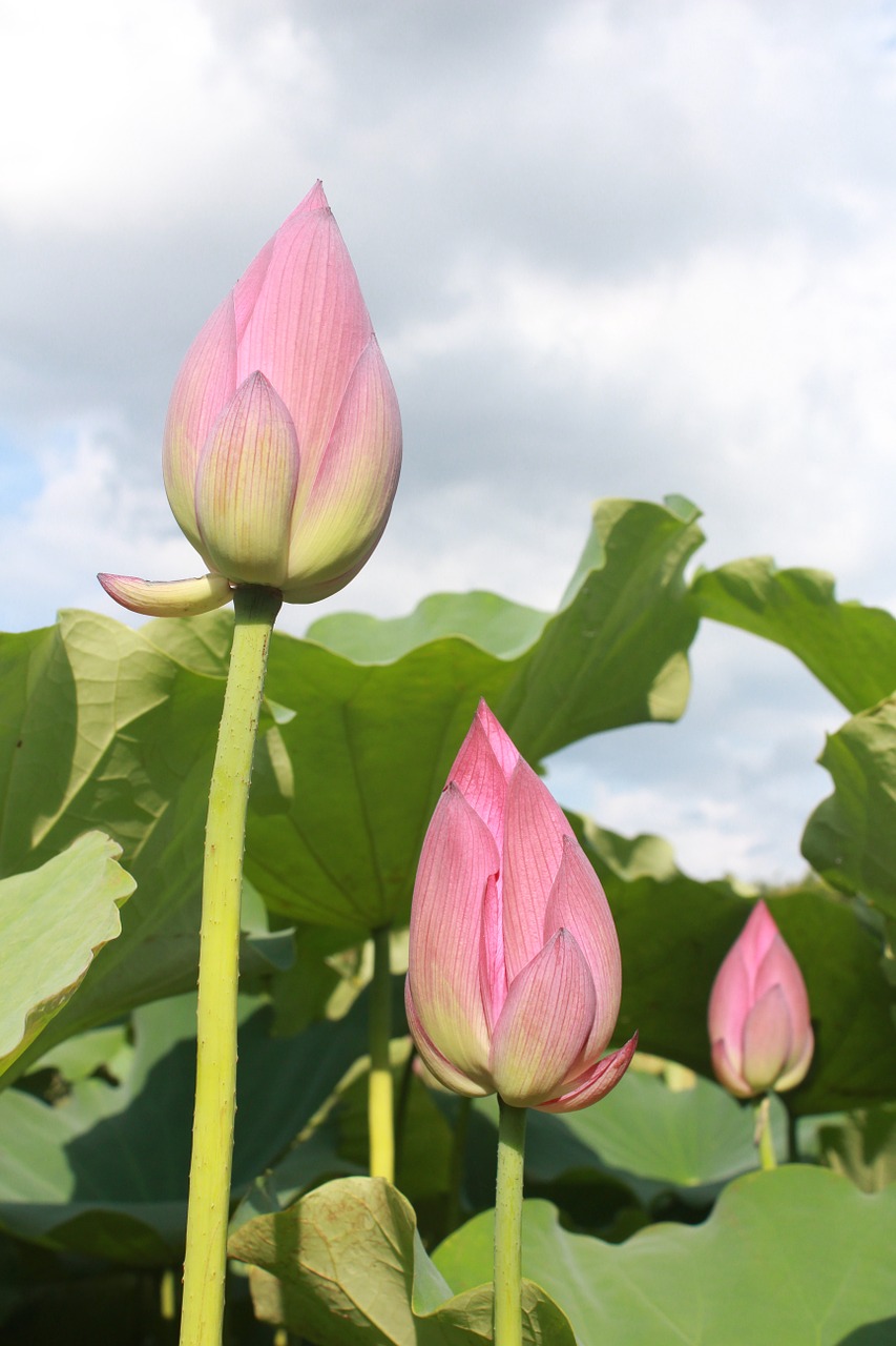 lotus bud green leaves free photo