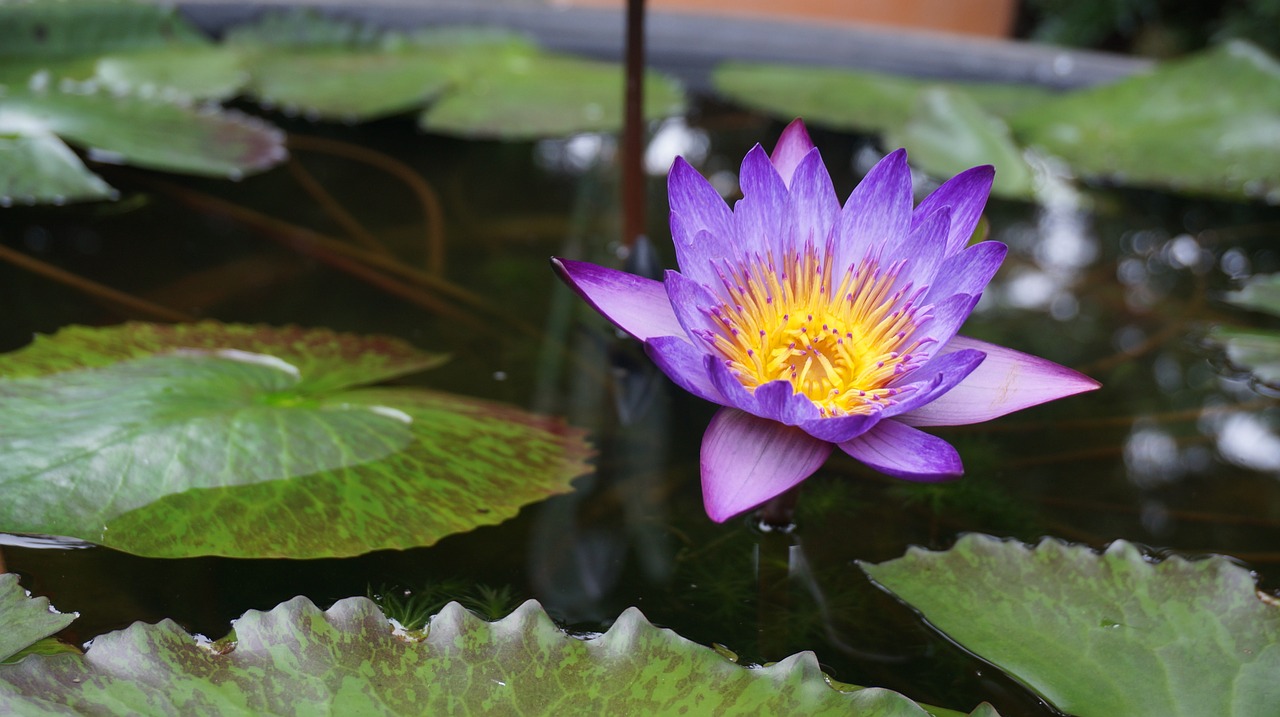 lotus flowers aquatic plants free photo