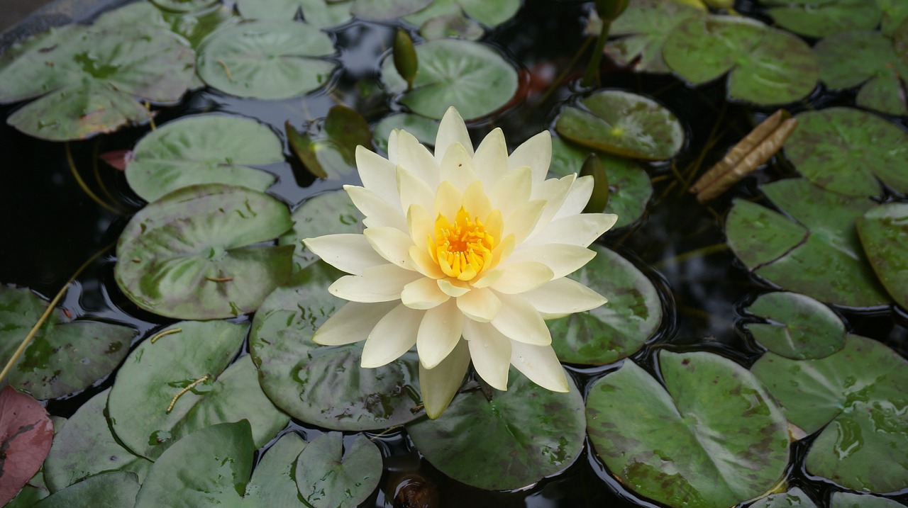 lotus flowers aquatic plants free photo