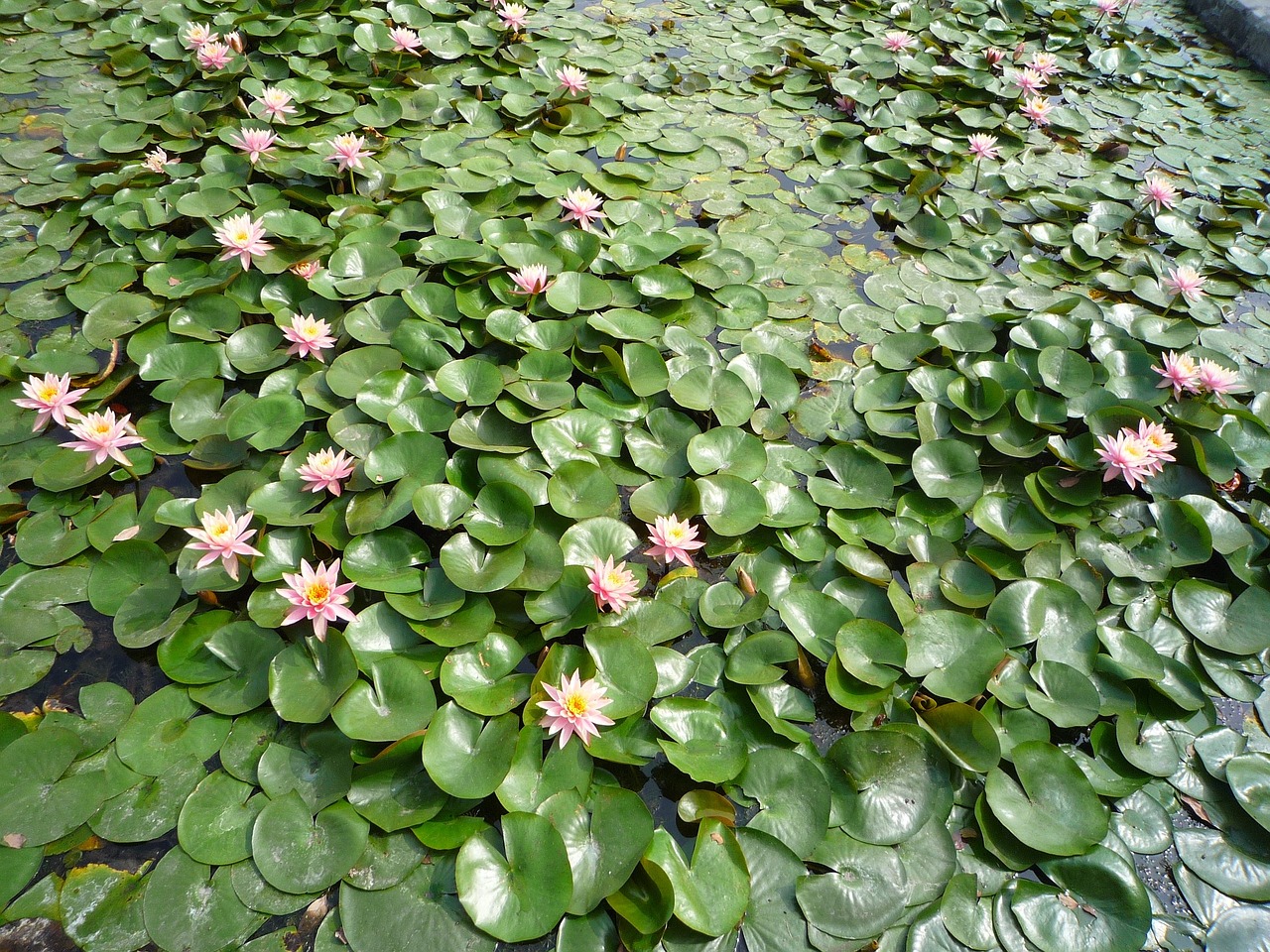 lotus plant flowers free photo