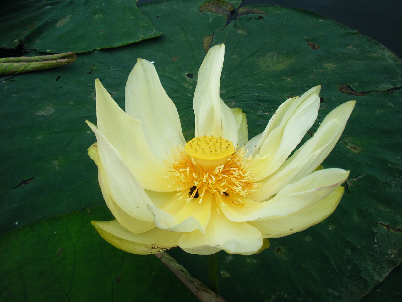 lotus flower water free photo