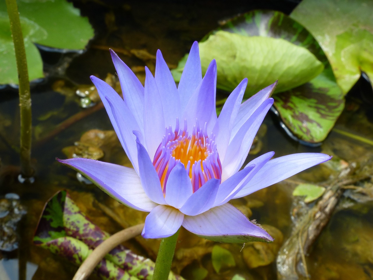 lotus flower blossom free photo