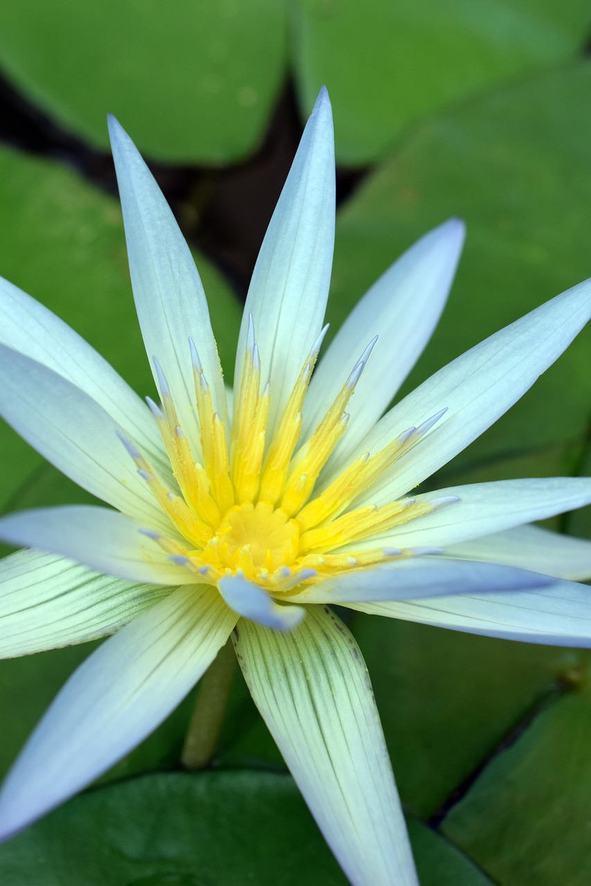 lotus flower lotus flower free photo