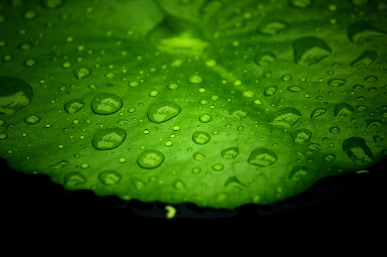 lotus leaf water on a lotus leaf drops of water free photo