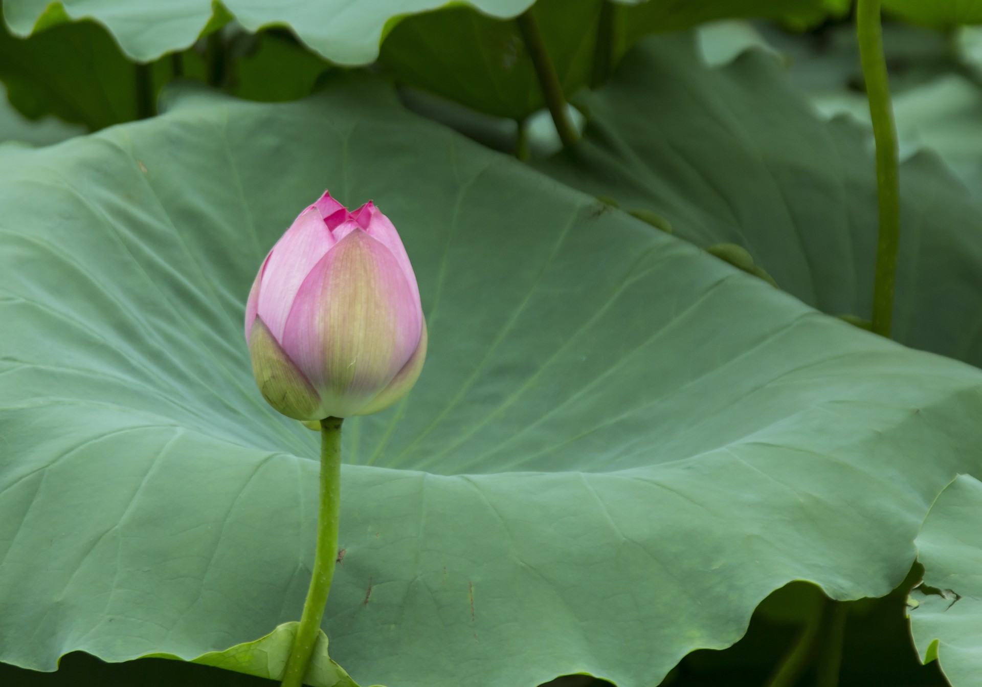 lotus west lake hà nội free photo