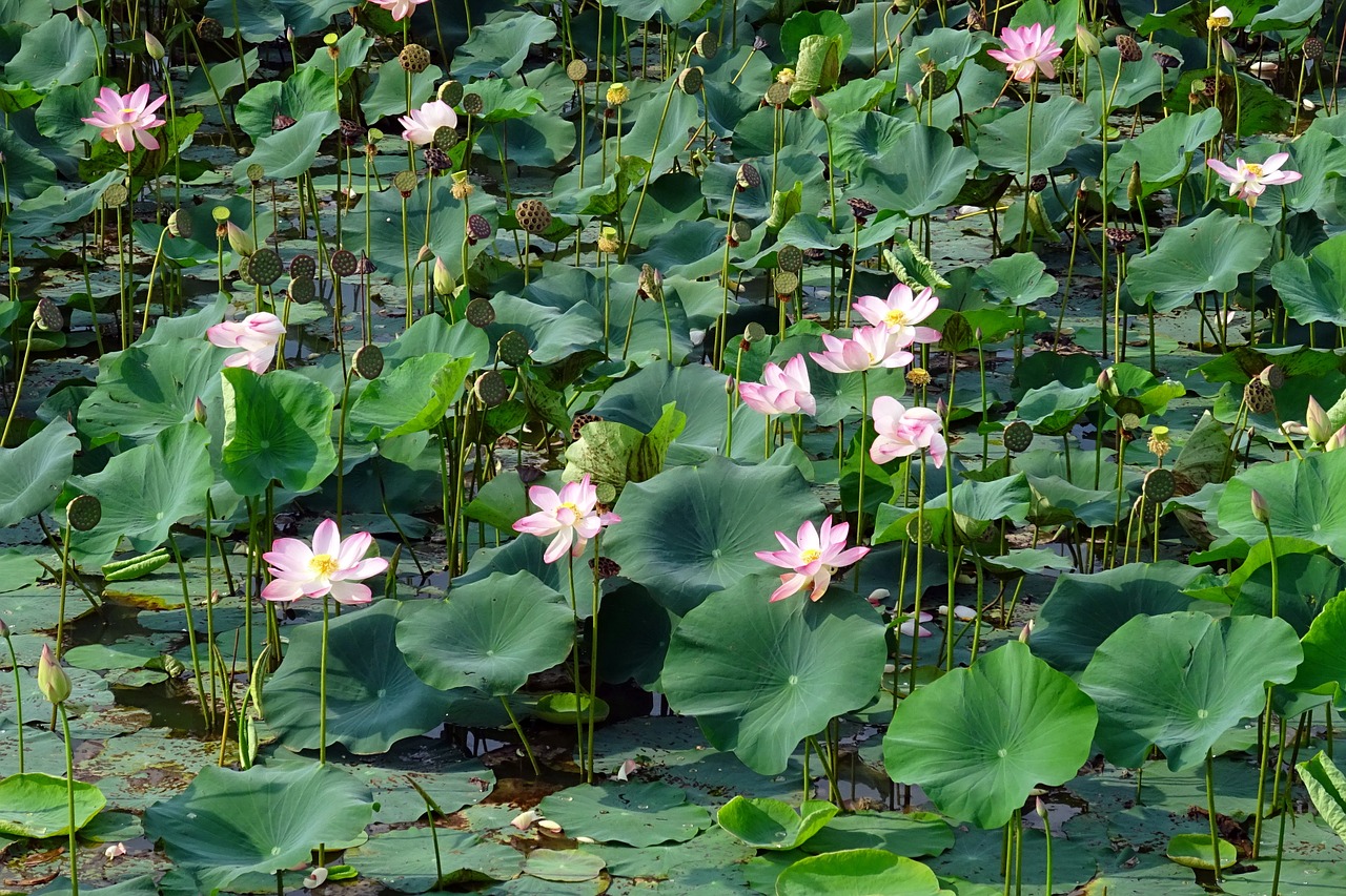 lotus pink flower free photo