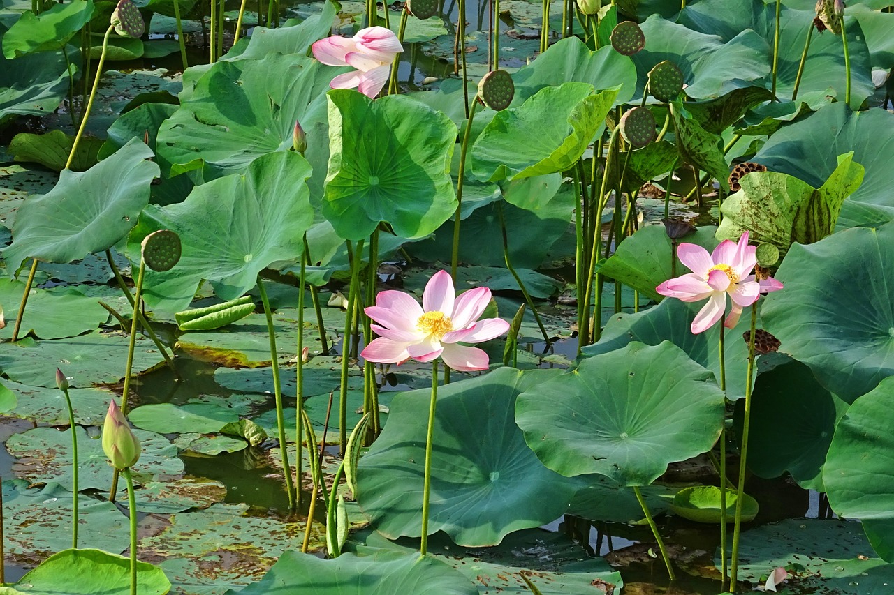 lotus pink flower free photo