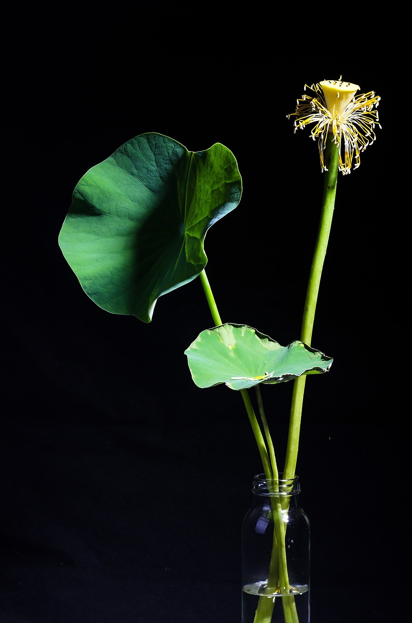 lotus plant potted plants free photo