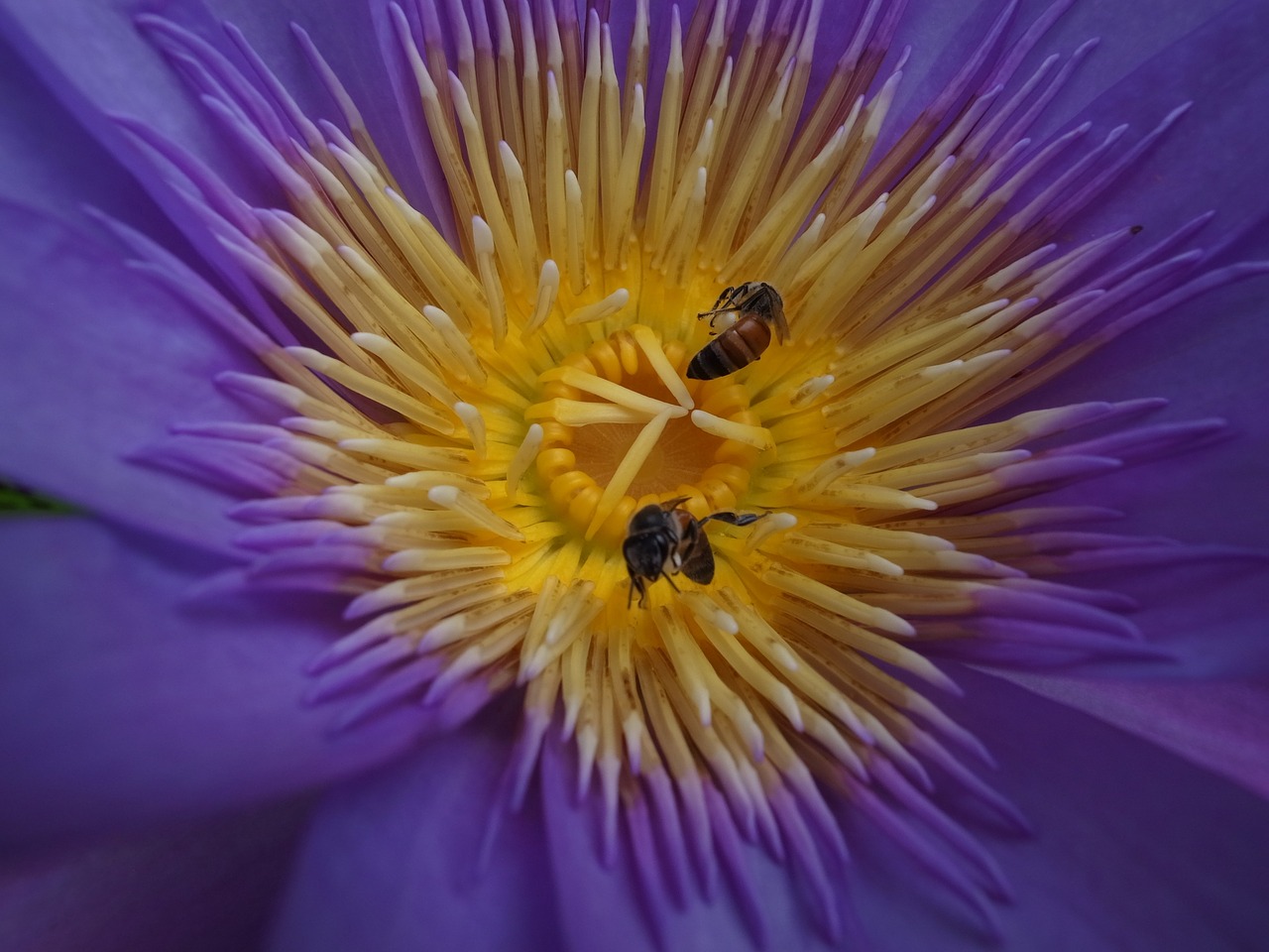 flowers lotus purple free photo