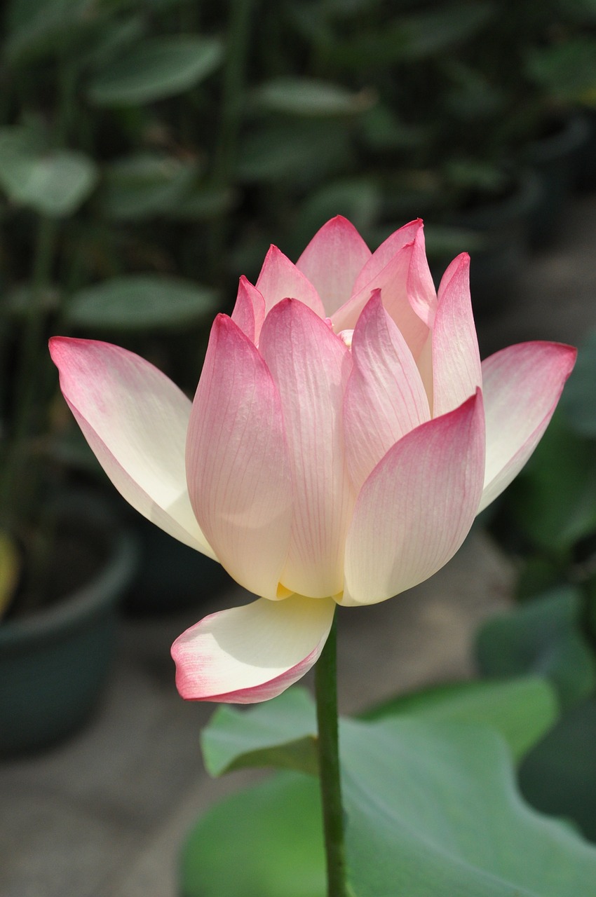 lotus pink lotus flower free photo