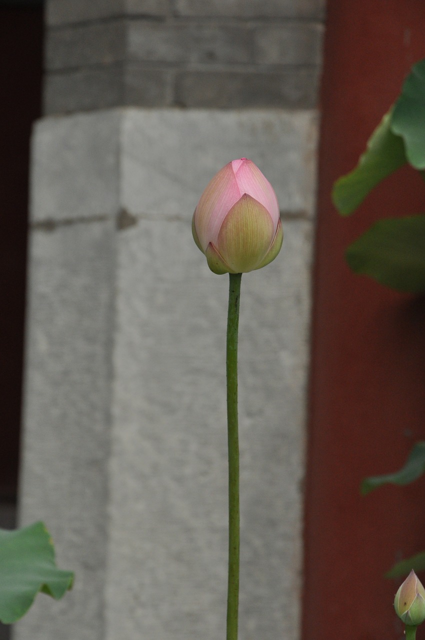 lotus pink lotus flower free photo