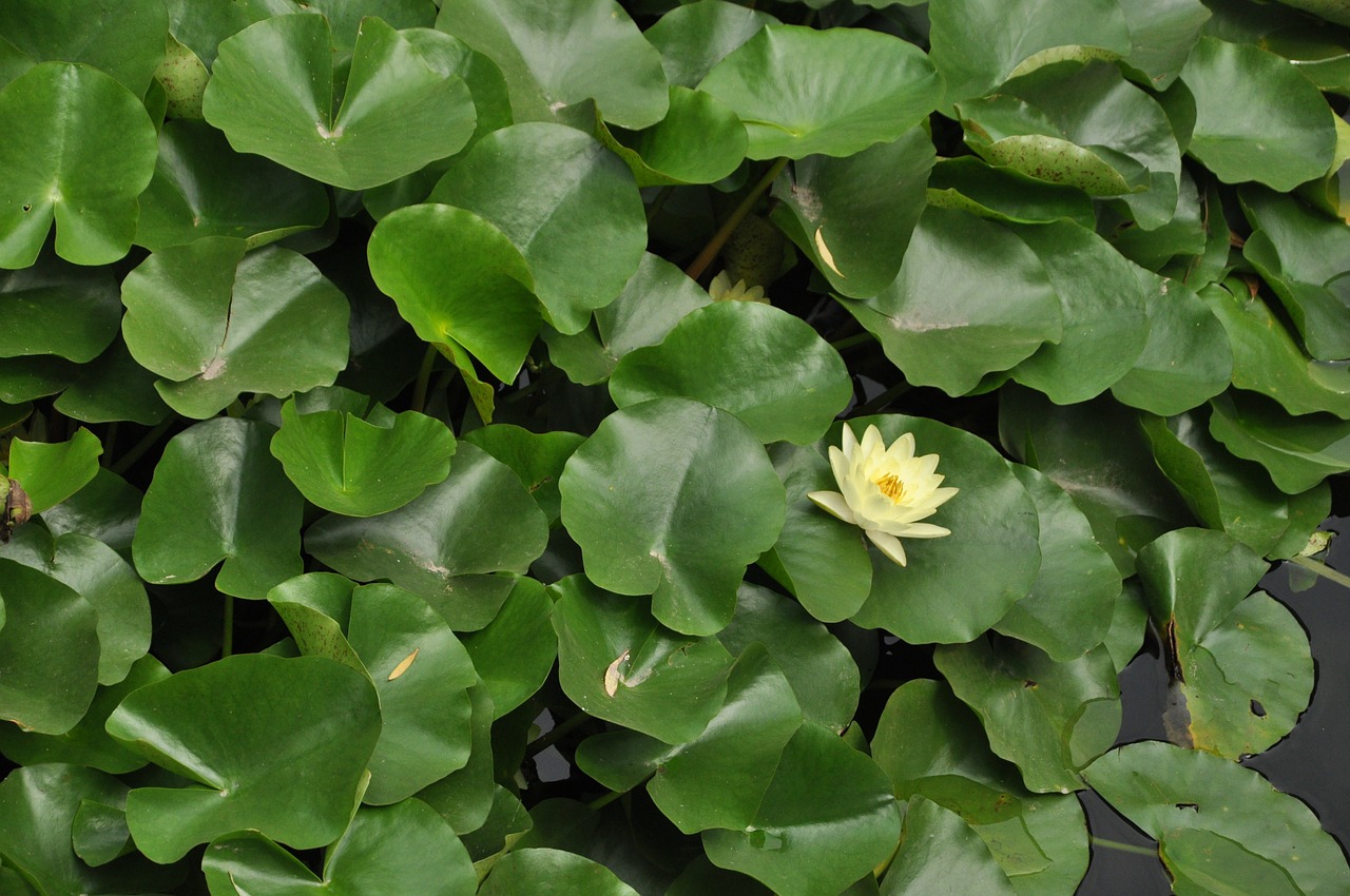 lotus white lotus flower free photo