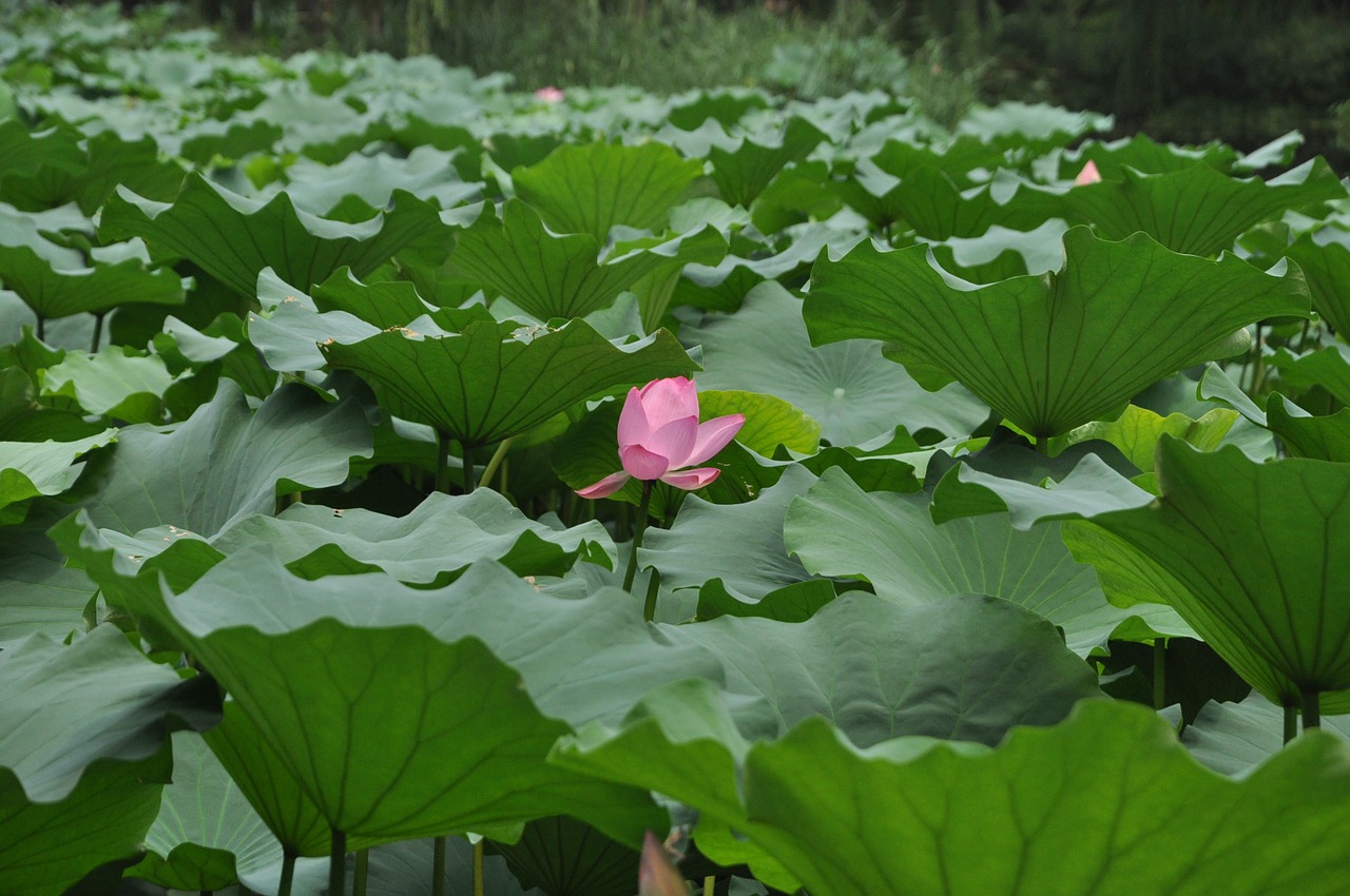 lotus pink lotus flower free photo