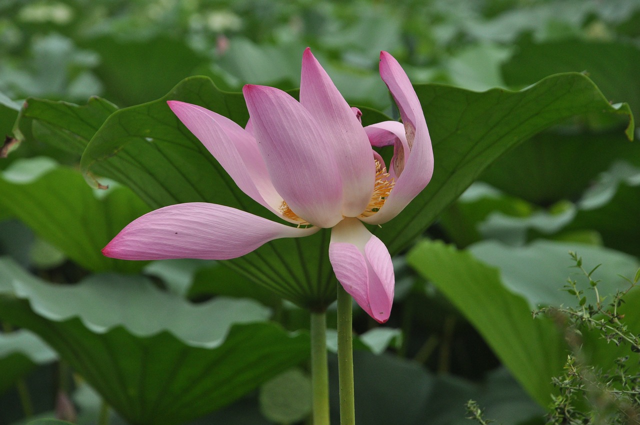 lotus flower plant free photo