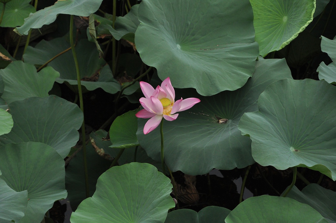 lotus flower plant free photo