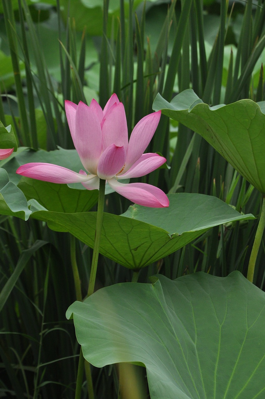 lotus flower plant free photo