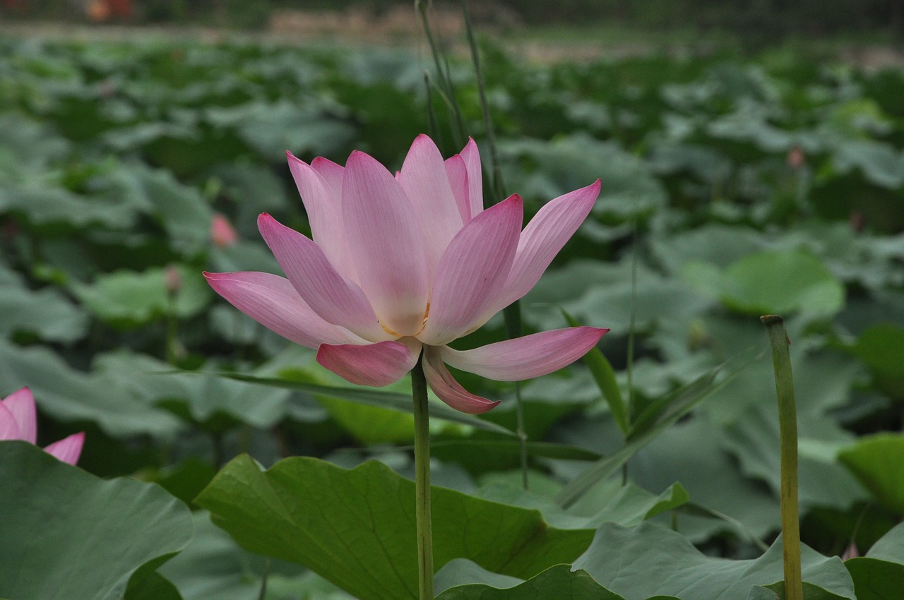 lotus flower plant free photo