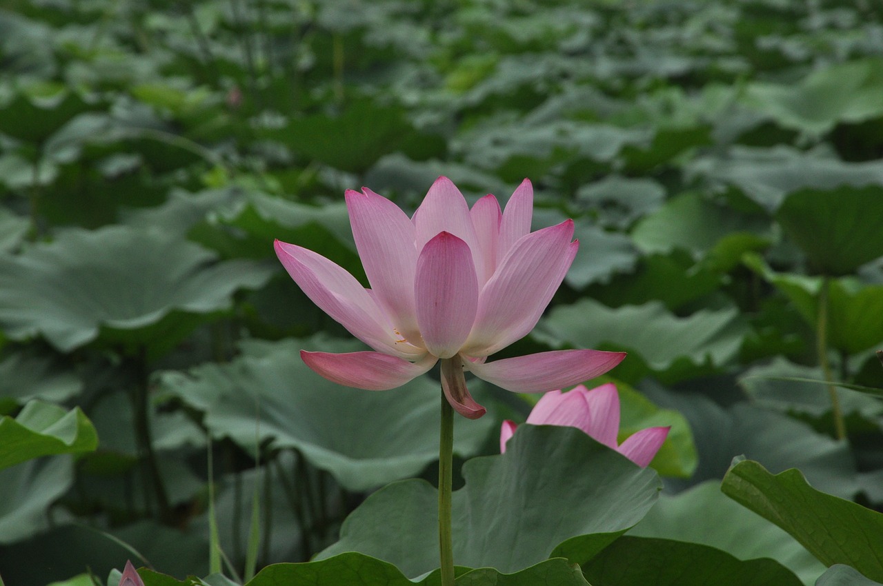 lotus flower plant free photo