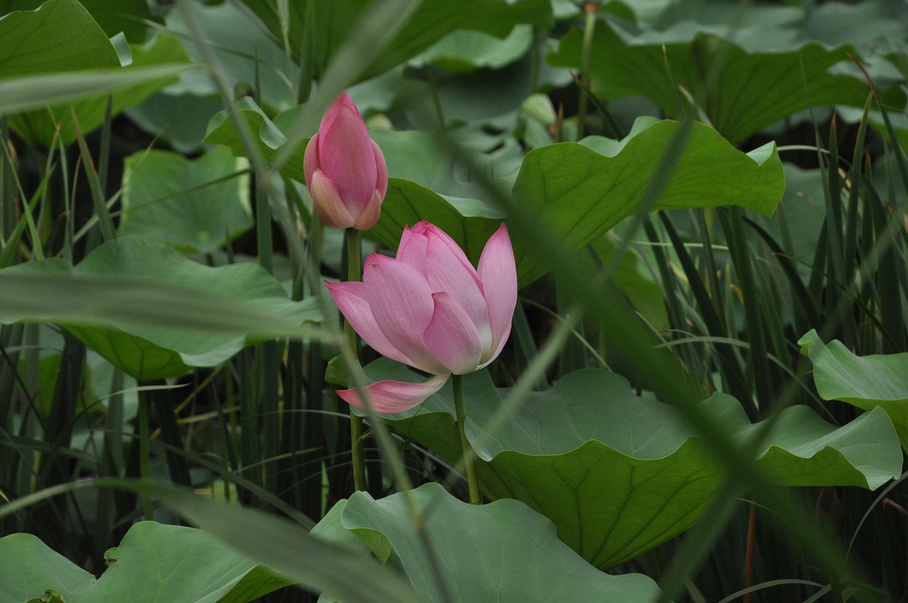 lotus flower plant free photo