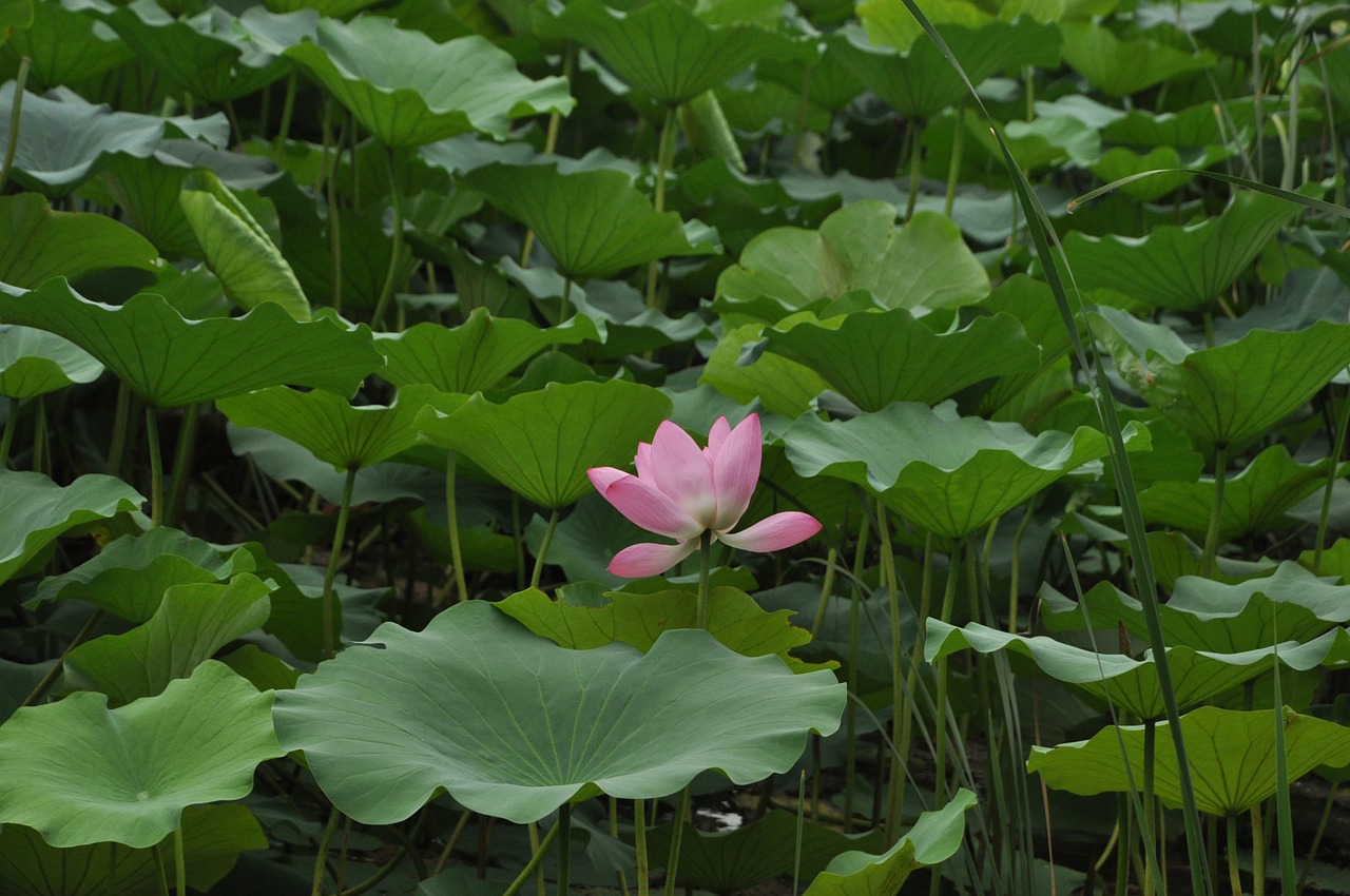 lotus flower plant free photo