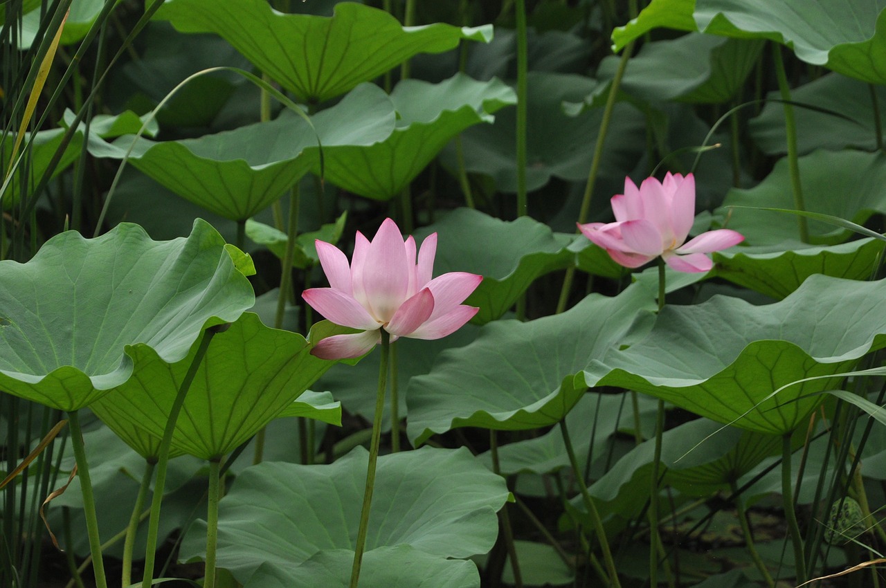 lotus flower plant free photo