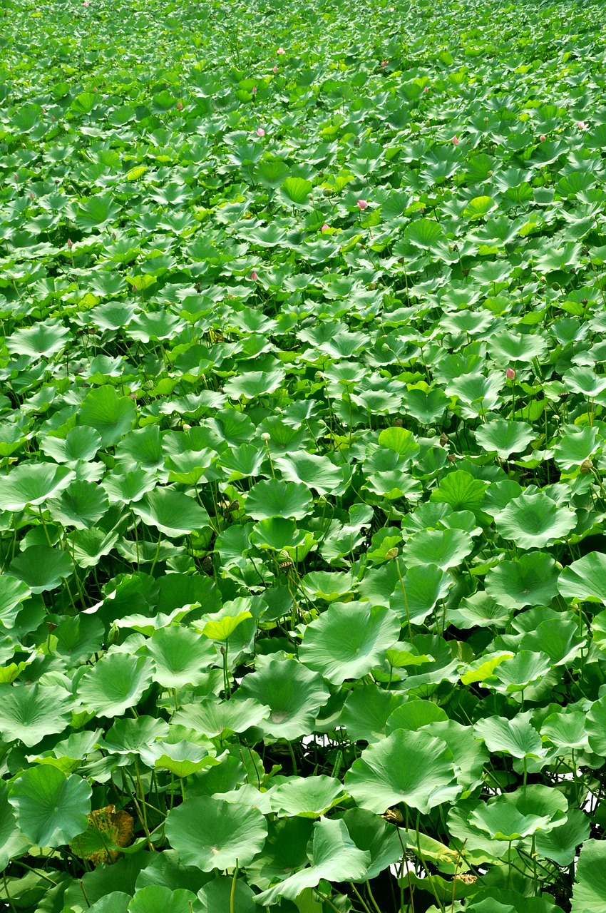 lotus flower plant free photo