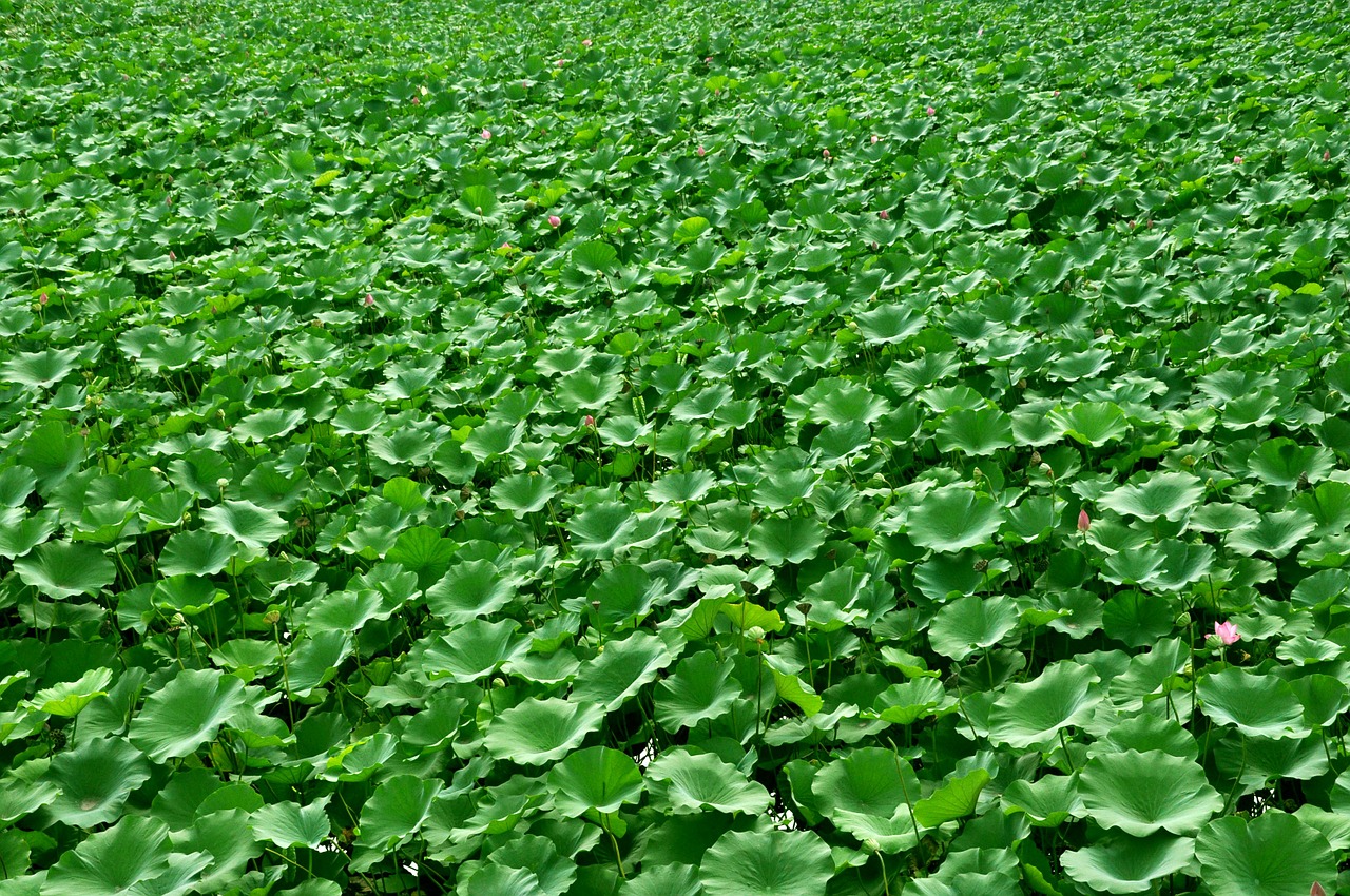 lotus flower plant free photo