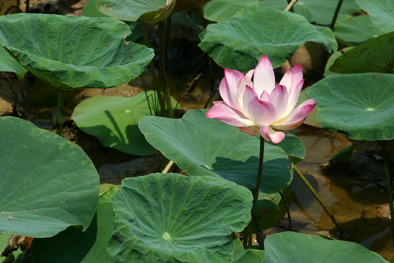 lotus flower pink free photo