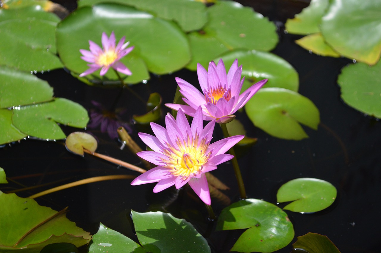 lotus kam temple lotus stuff free photo