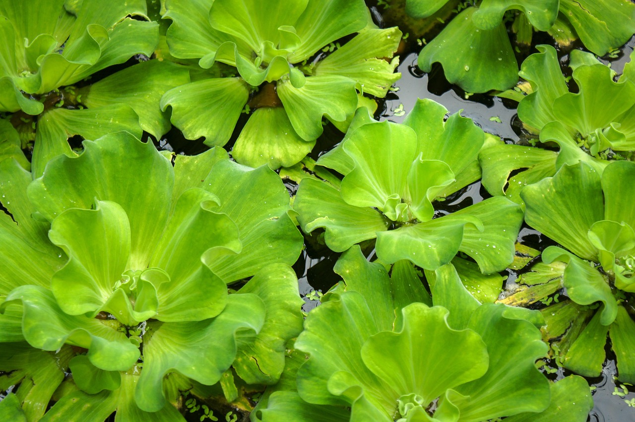 lotus leaf green free photo