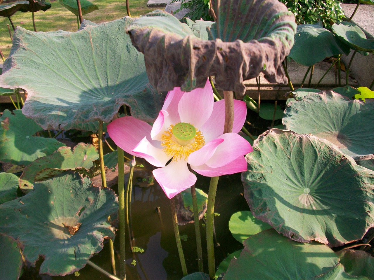 lotus flower thailand free photo