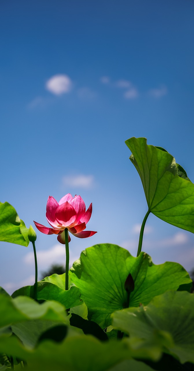 flower lotus red free photo