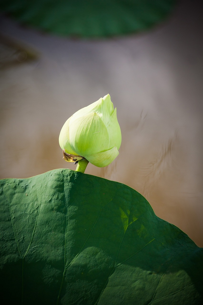 lotus vietnam lotus leaf free photo