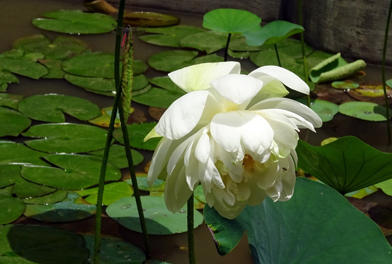 lotus flower white free photo