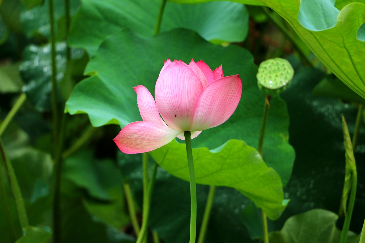 lotus lotus leaf flower free photo