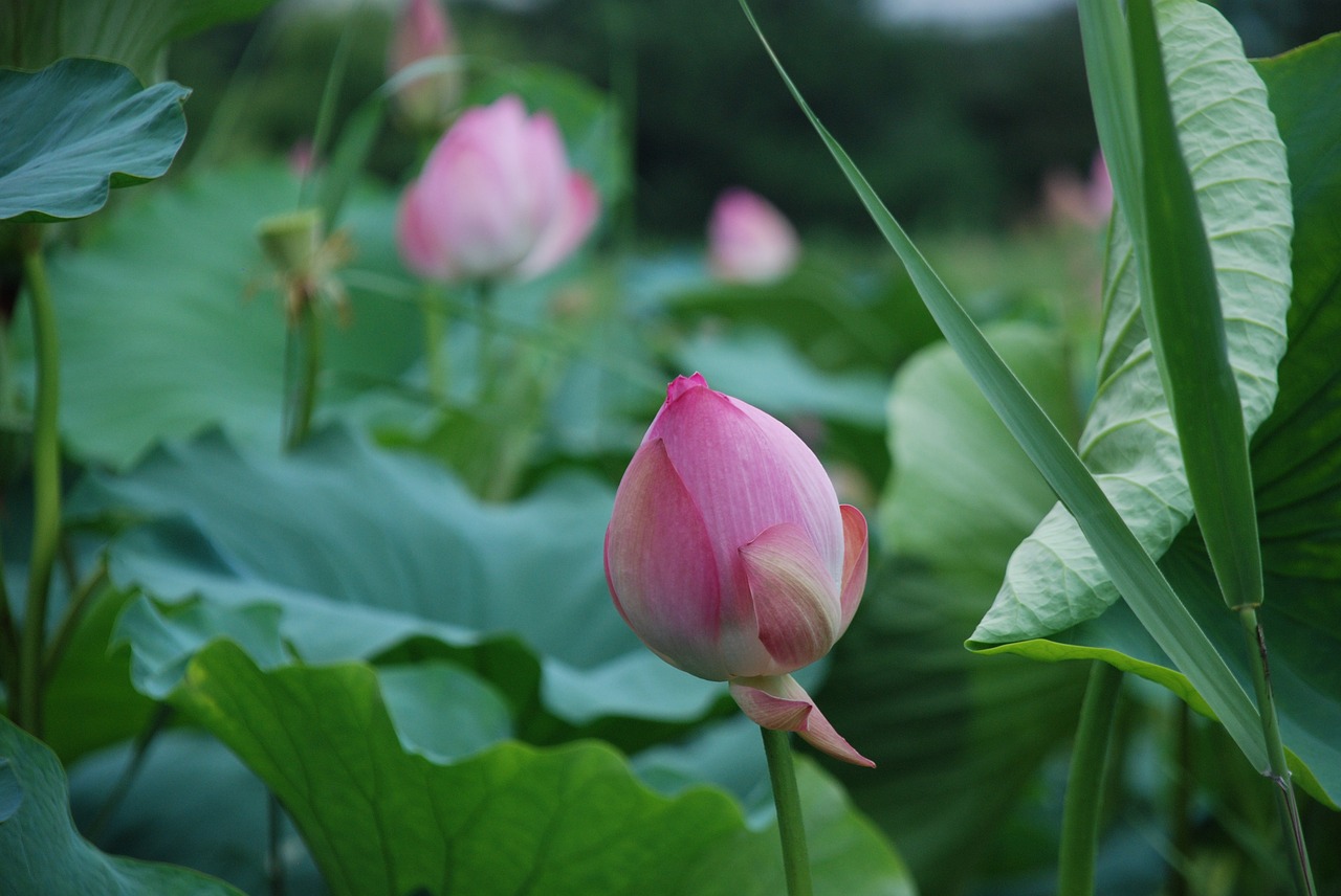 lotus peaks flowers free photo