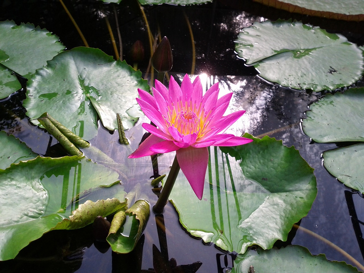 lotus nature aquatic plant free photo